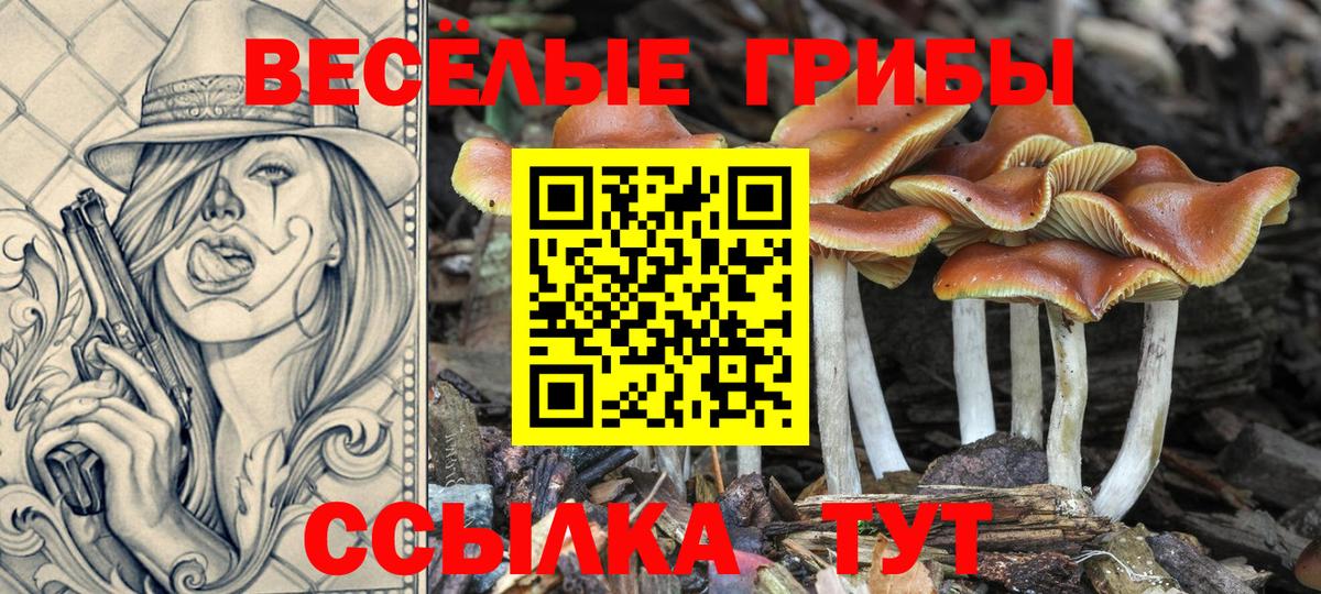 Галлюциногенные грибы Psilocybe Ялуторовск